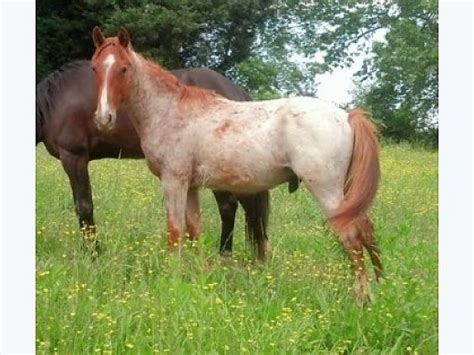 Sire 15. . Red roan tennessee walking horse for sale